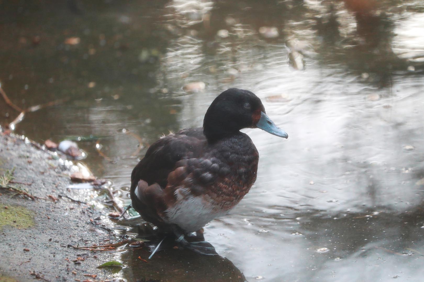 Baer's pochard Patricia in water IMAGE: Amy Middleton (2023)